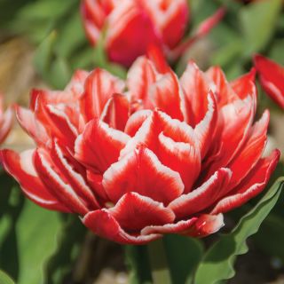 Championship Double Tulip Thumbnail